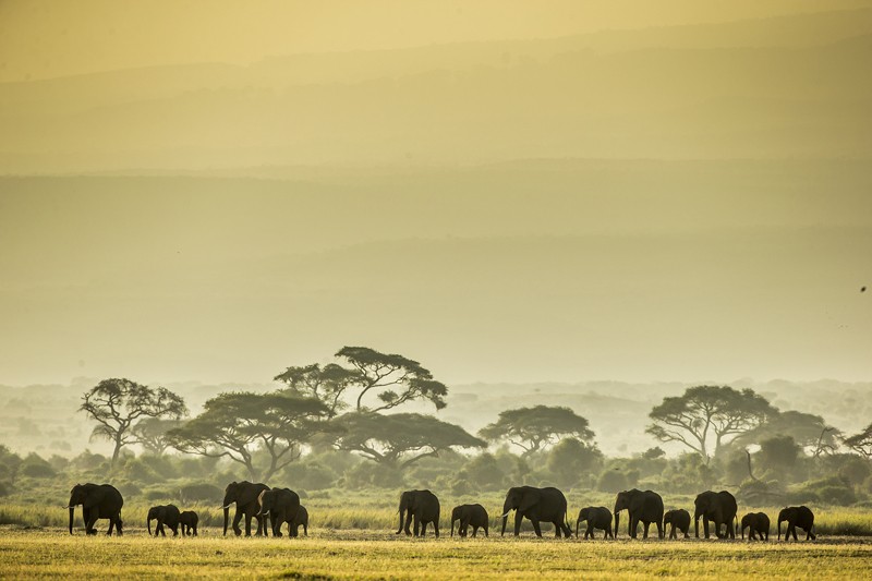 Vahşi hayatın ünlü Türk fotoğrafçısı: Safari Süha