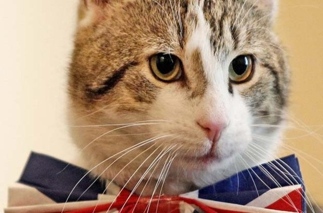 İşte İngiltere 'dışişlerinden' sorumlu kedi!
