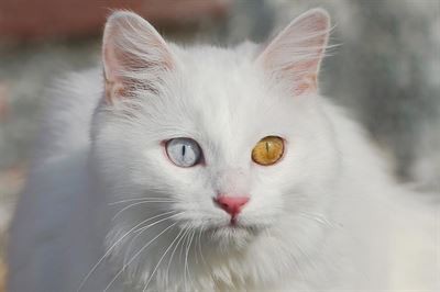 Van kedileri çiple takip edilecek