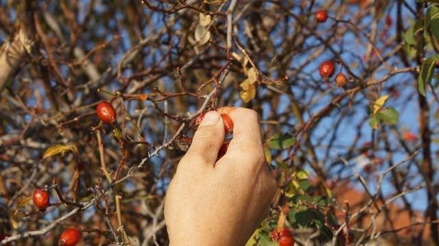 Limondan tam 60 kat daha fazla C vitamini