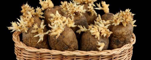 Dikkat! Patates zehirleyebilir