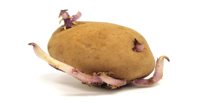 Dikkat! Patates zehirleyebilir