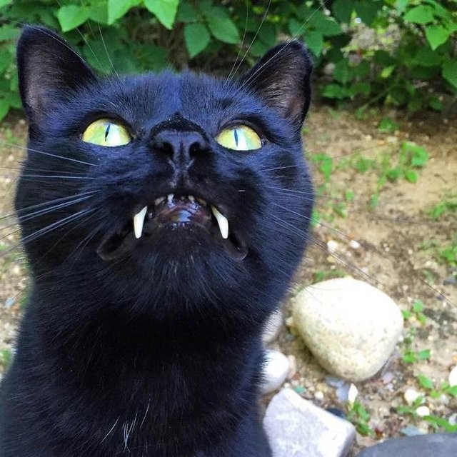 Dünyanın en sevimli vampiri