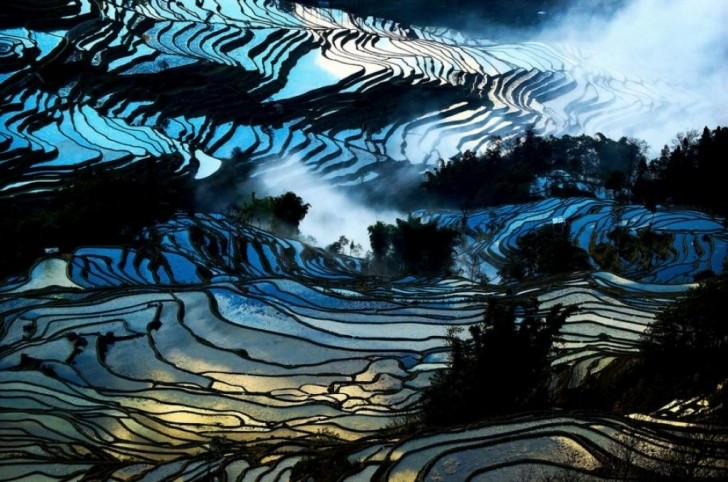 Bunlar Van Gogh tabloları değil Çin'deki inanılmaz pirinç tarlaları