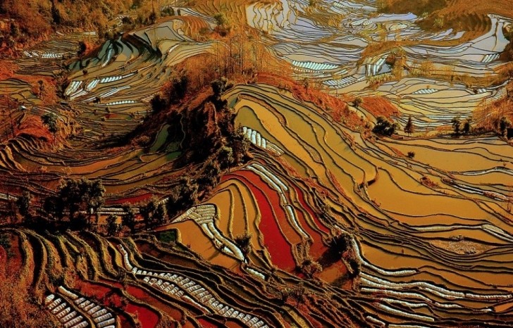 Bunlar Van Gogh tabloları değil Çin'deki inanılmaz pirinç tarlaları