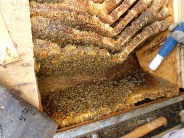 Gördüklerine inanamadı! Çatıdan sesler gelince...