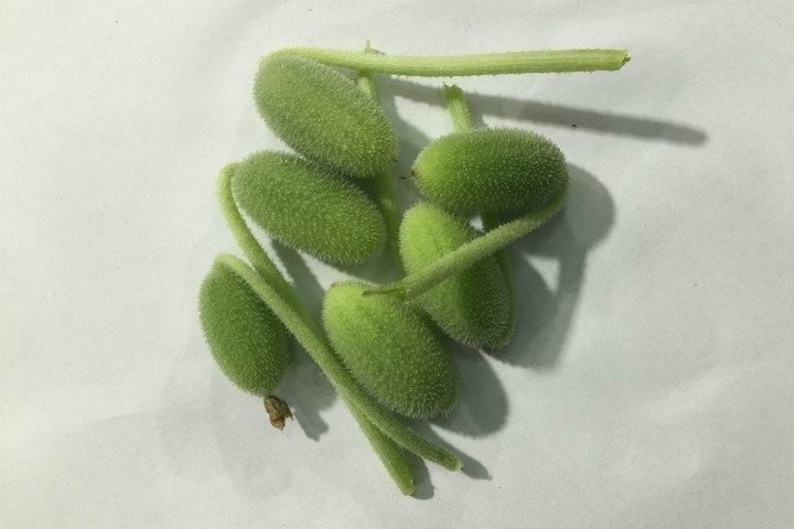 Şifa diye tüketilen bu besinler ölüme götürüyor!