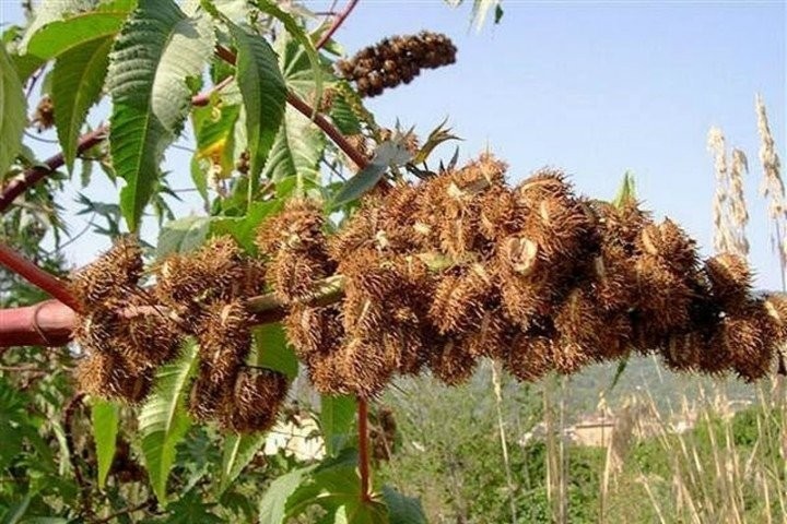 Şifa diye tüketilen bu besinler ölüme götürüyor!