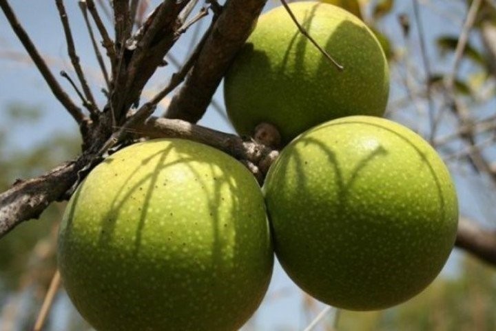 Şifa diye tüketilen bu besinler ölüme götürüyor!