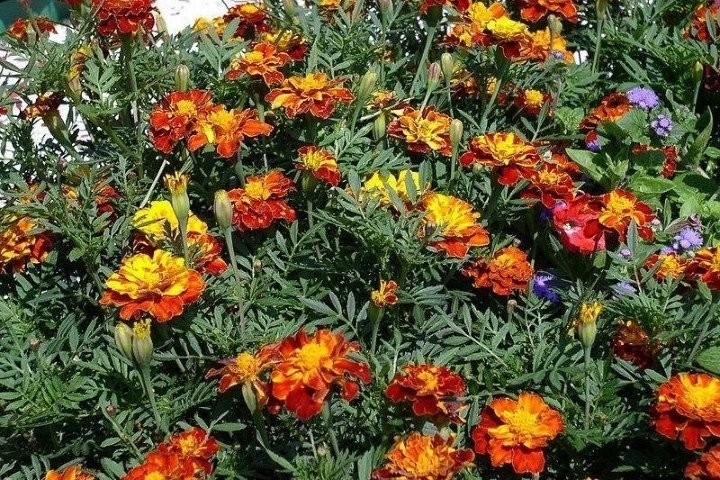Şifa diye tüketilen bu besinler ölüme götürüyor!