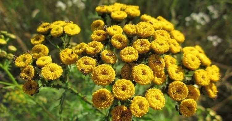 Şifa diye tüketilen bu besinler ölüme götürüyor!