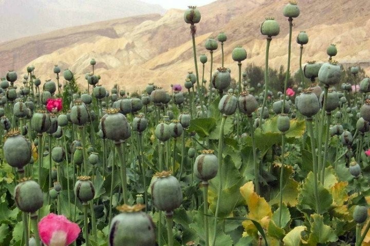 Şifa diye tüketilen bu besinler ölüme götürüyor!