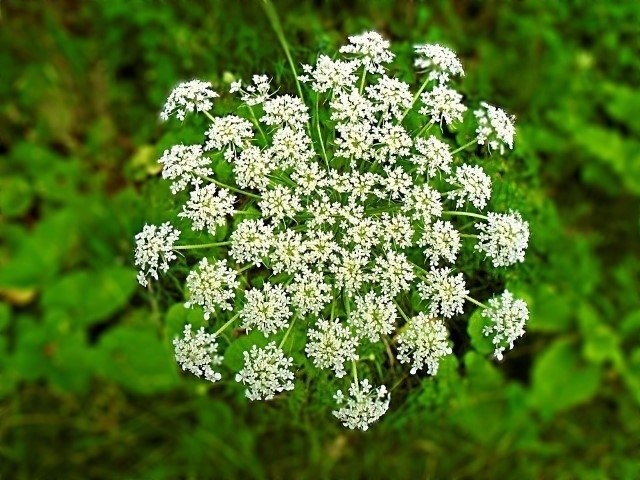 Şifa diye tüketilen bu besinler ölüme götürüyor!
