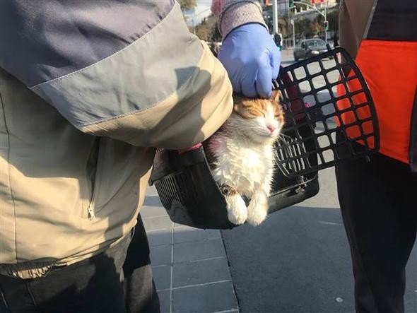 İtfaiyeyi alarma geçiren kedi