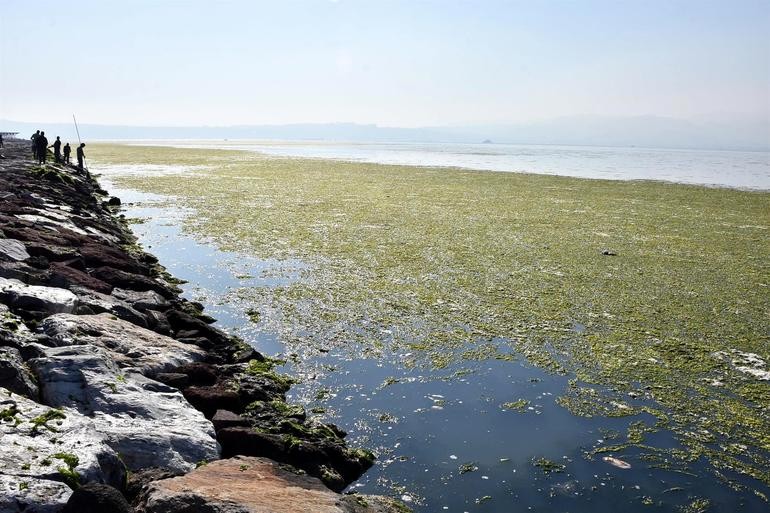 İzmir'de suyun yüzeyini kaplayan 'deniz marulu' temizlendi