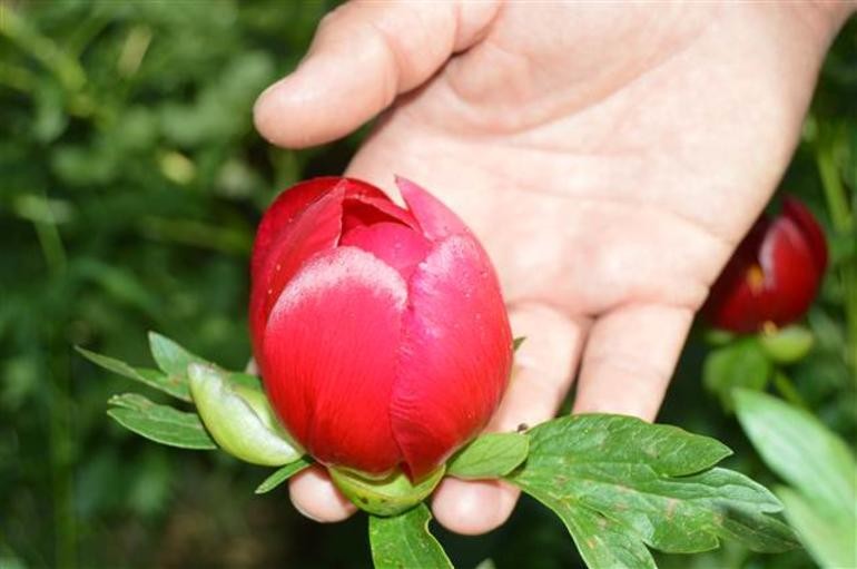 Bu çiçeği koparmanın cezası 48 bin 600 lira