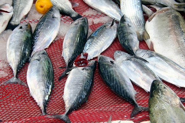 Balıkçılar yeni sezondan umutlu