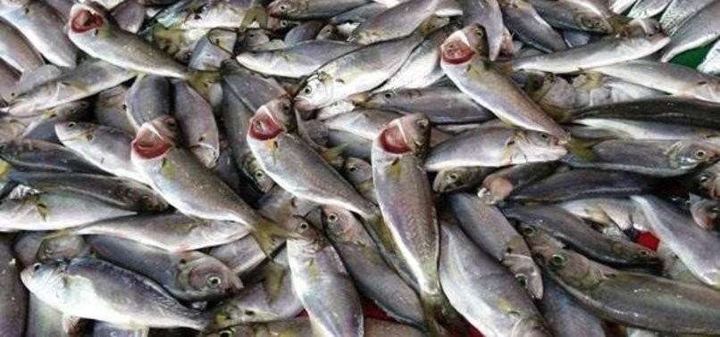 Balıkçılar yeni sezondan umutlu
