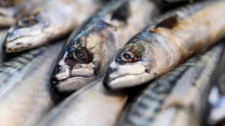En fazla omega 3 içeren balık somon değil, uskumru!