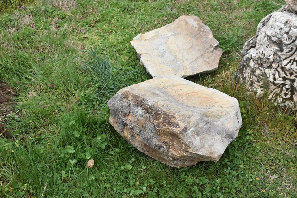 Adıyaman'da dev salyangoz fosili bulundu