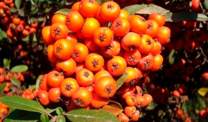 Omega 7 deposu iğde kanserden koruyor