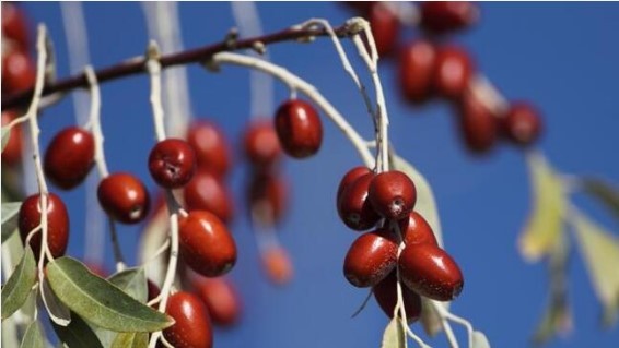 Omega 7 deposu iğde kanserden koruyor