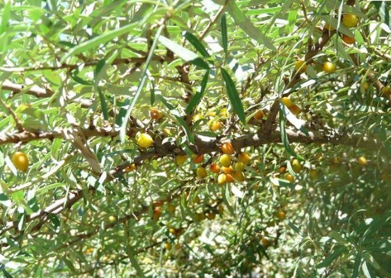 Omega 7 deposu iğde kanserden koruyor