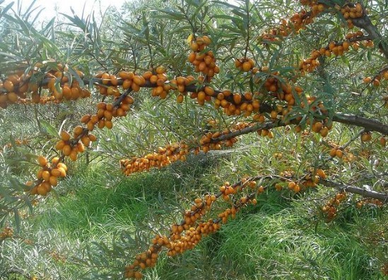Omega 7 deposu iğde kanserden koruyor