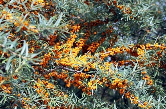 Omega 7 deposu iğde kanserden koruyor