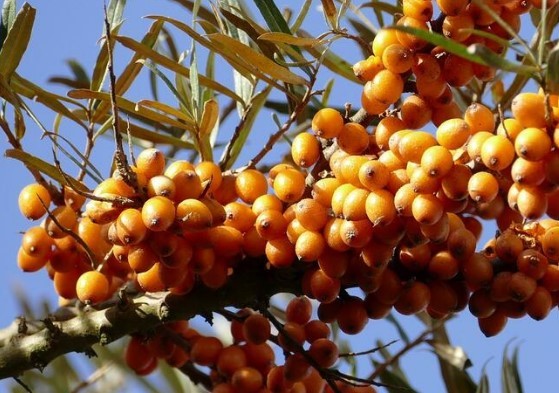 Omega 7 deposu iğde kanserden koruyor