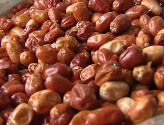 Omega 7 deposu iğde kanserden koruyor