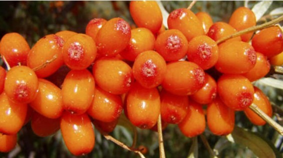 Omega 7 deposu iğde kanserden koruyor