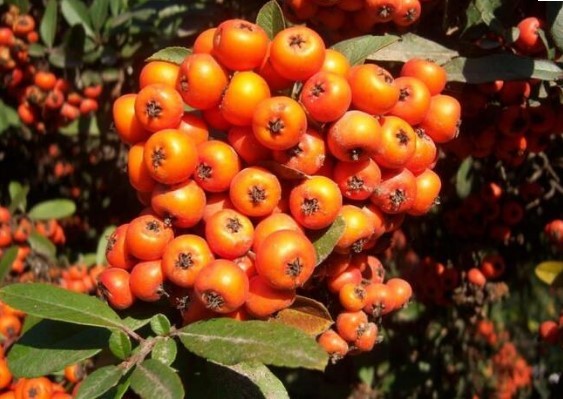 Omega 7 deposu iğde kanserden koruyor