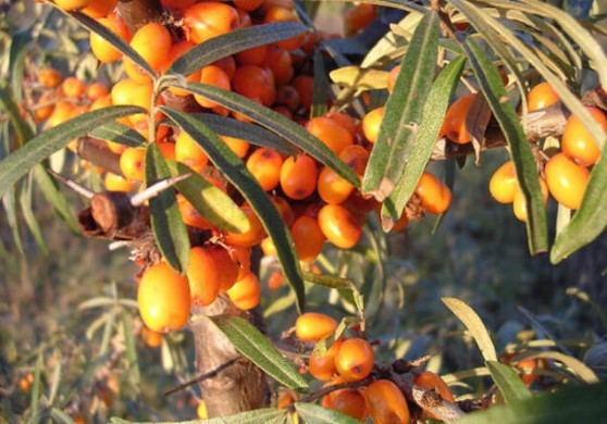 Omega 7 deposu iğde kanserden koruyor