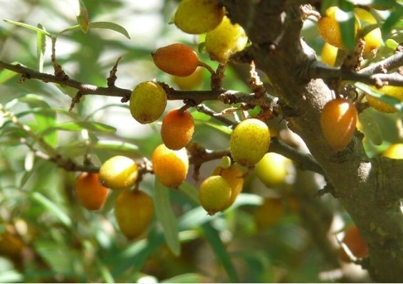 Omega 7 deposu iğde kanserden koruyor