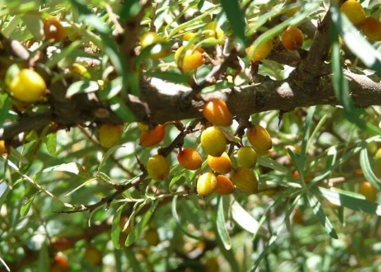 Omega 7 deposu iğde kanserden koruyor