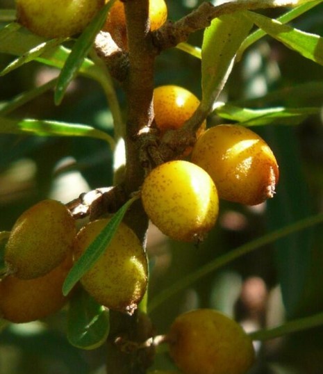Omega 7 deposu iğde kanserden koruyor