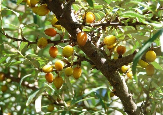 Omega 7 deposu iğde kanserden koruyor
