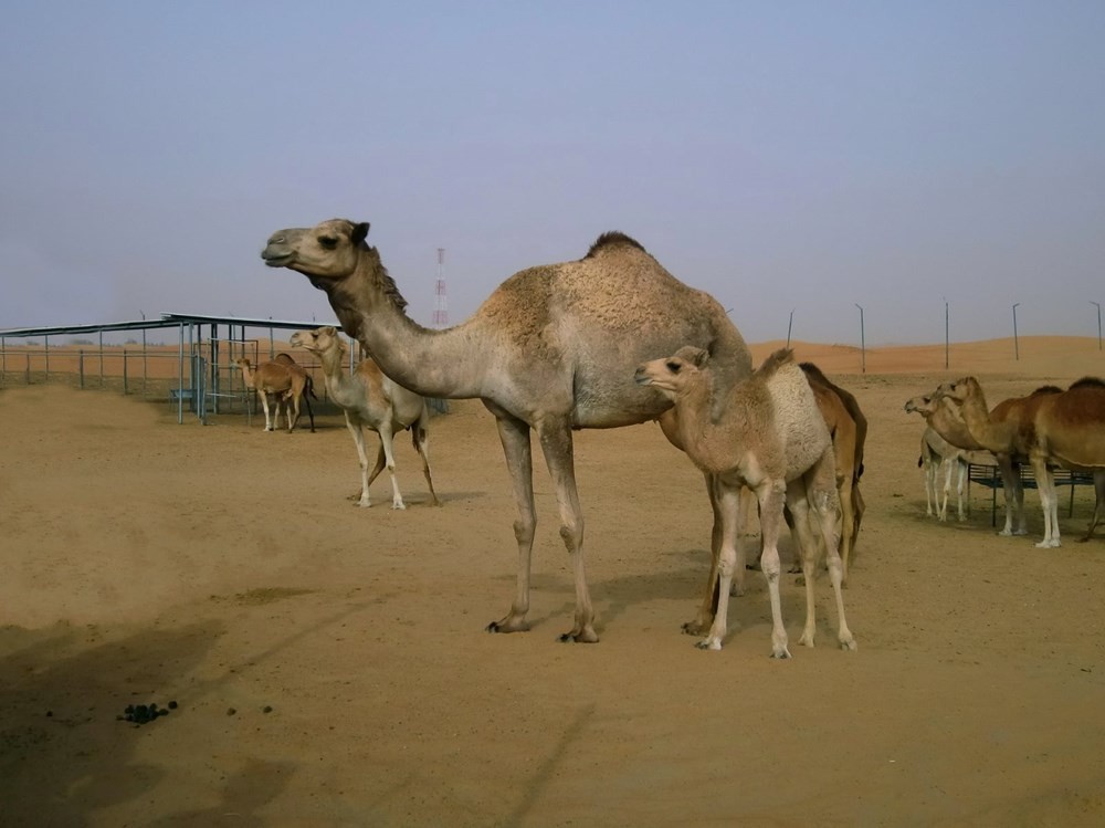 Dubai’de yüzlerce deve plastik kirliliği nedeniyle acı çekerek öldü