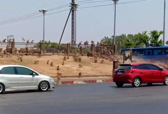 Turist gelmeyince aç kalan maymunlar şehre indi
