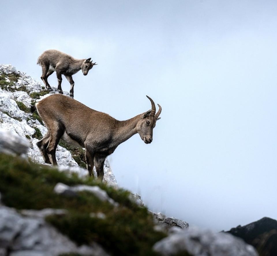 Dünyanın en iyi vahşi hayat fotoğrafları 