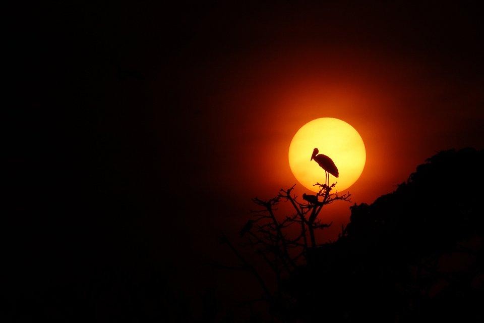 Dünyanın en iyi vahşi hayat fotoğrafları 