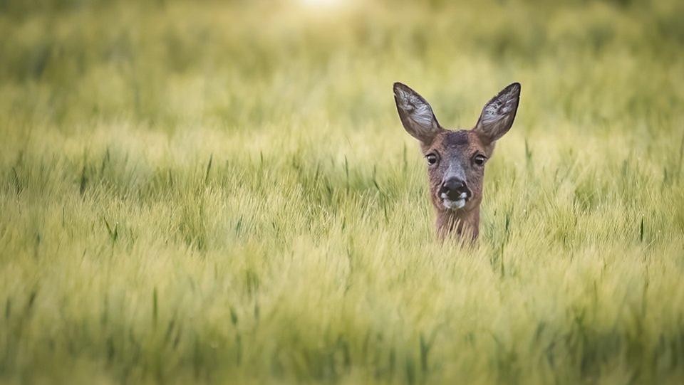 Dünyanın en iyi vahşi hayat fotoğrafları 