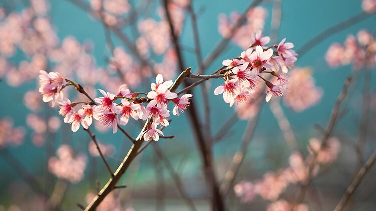 Çam ve sakura ne demek?