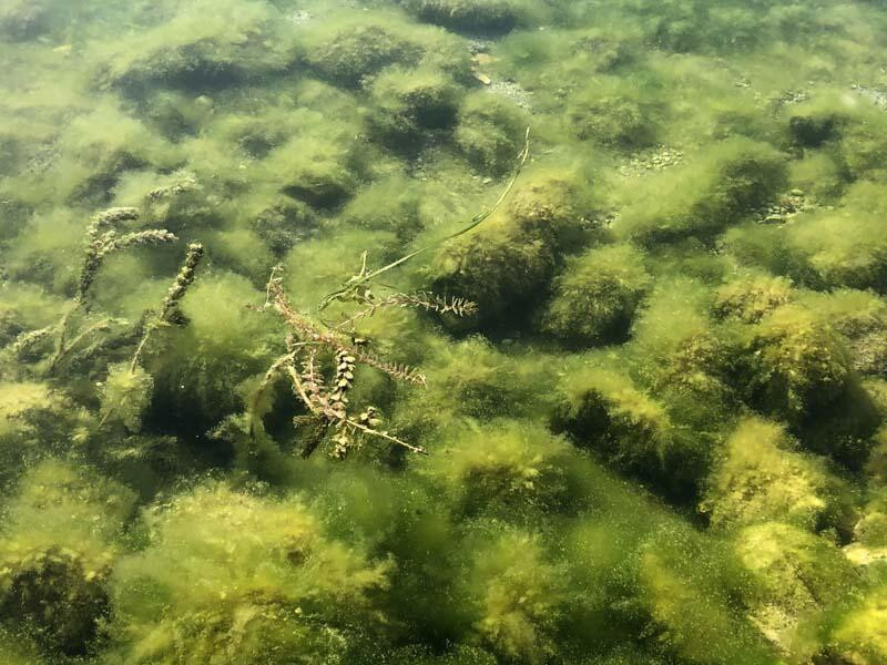 Göllerde 'çürüme' felaketi: Siyonobakteri istilası!