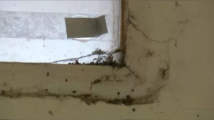 Penceresi yok ama doğa manzaralı! İşte kirası...