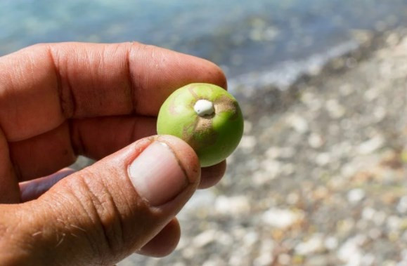 Dünyanın en ölümcül ağacı: Dalları altında durmak bile öldürebilir