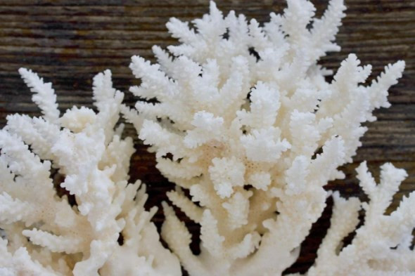 Mikroplastik tehlikesinin su altı yaşamına verdiği zarar ilk kez ortaya konuldu