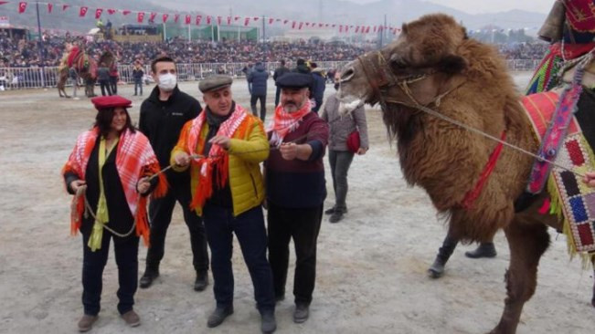 Yılın son deve güreşi binlerce kişi tarafından izlendi