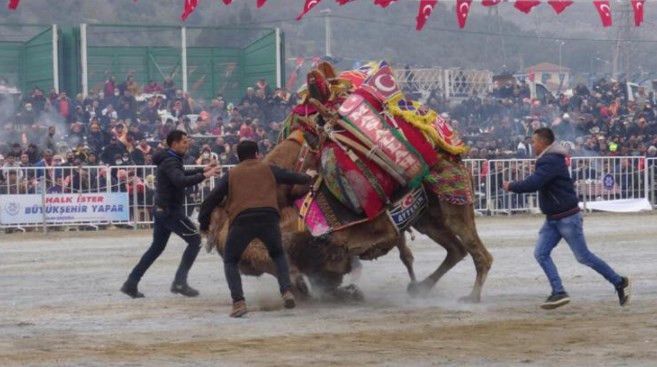 Yılın son deve güreşi binlerce kişi tarafından izlendi